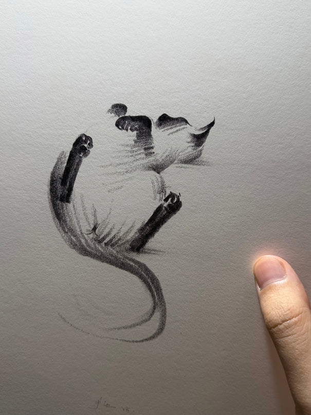 Art Print – "Siamese Cat — Belly Up" (2510P007)