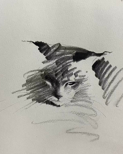 No. 037 "Maine Coon"