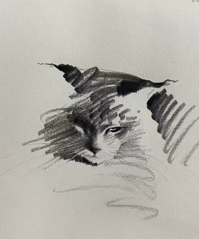 No. 037 "Maine Coon"