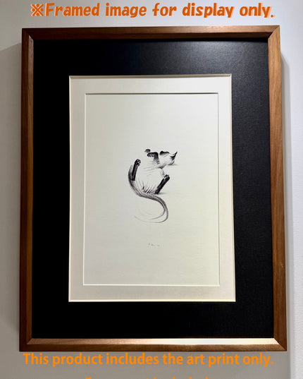 Art Print - "Siamese Cat - Belly Up" (2607P007)
